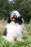 TERRIER DU TIBET 331
